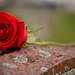 Red Rose Tribute by jayberg