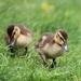 March of the Ducklings by not_left_handed