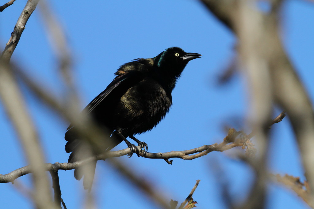 Grackle by tosee