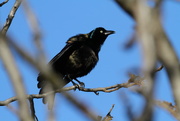 2nd May 2016 - Grackle