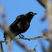 Grackle by tosee