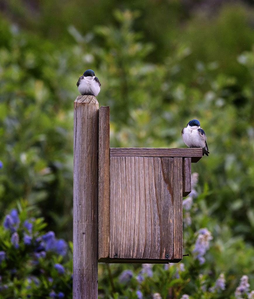 Swallows Setting Up Their Home with a View by jgpittenger