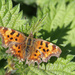 Comma Butterfly by philhendry