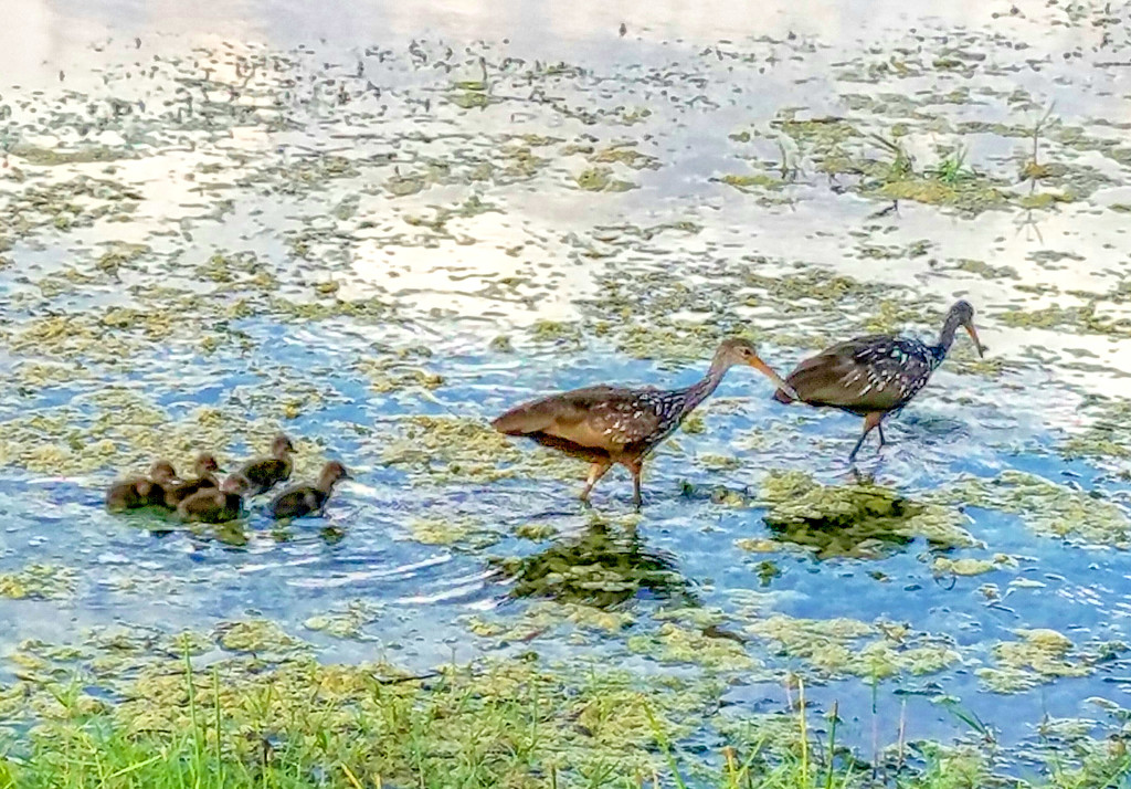 Meet the Limpkin family by danette