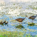 Meet the Limpkin family by danette