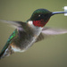 Ruby-Throated Hummingbird by berelaxed