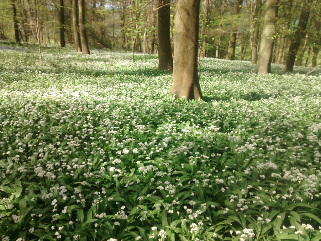 a wood of wild garlic - one from Ray by quietpurplehaze