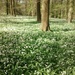 a wood of wild garlic - one from Ray by quietpurplehaze