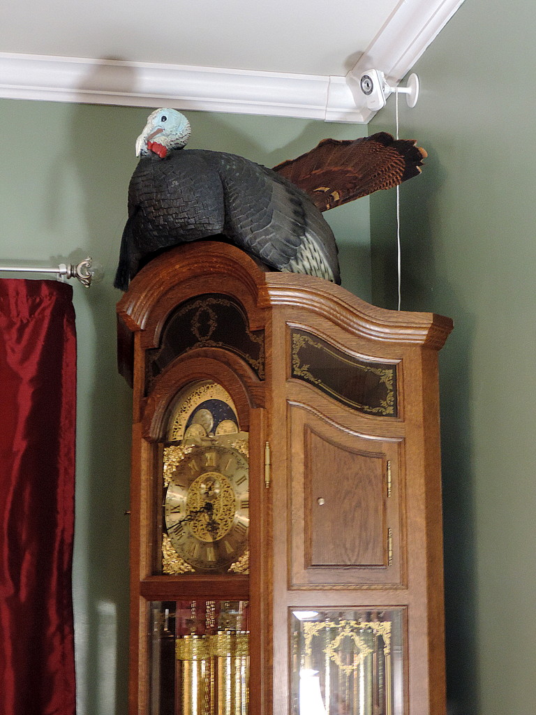 Turkey in my house! by homeschoolmom