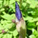 Iris --in bud  by beryl
