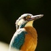 Handsome and well lit-Male Kingfisher. by padlock