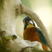 Male Kingfisher by padlock