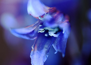 3rd May 2016 - Abstract Bluebell