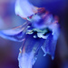 Abstract Bluebell by davidrobinson