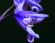 4th May 2016 - Bluebell very close up