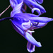 Bluebell very close up by davidrobinson