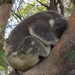 so snug by koalagardens