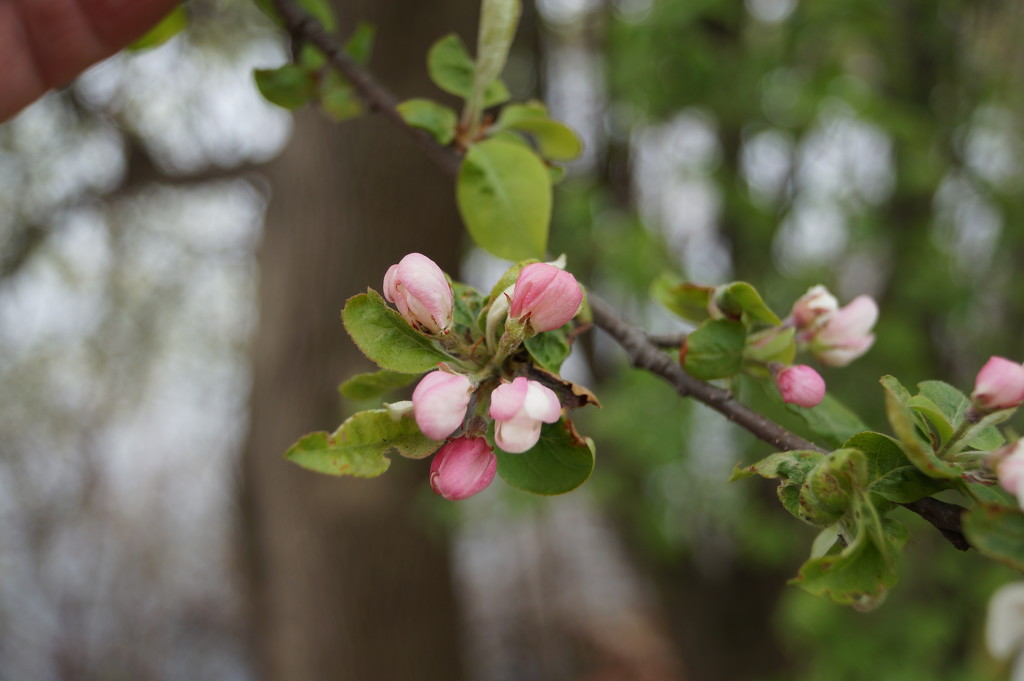 Apple Blossom Time. by meotzi