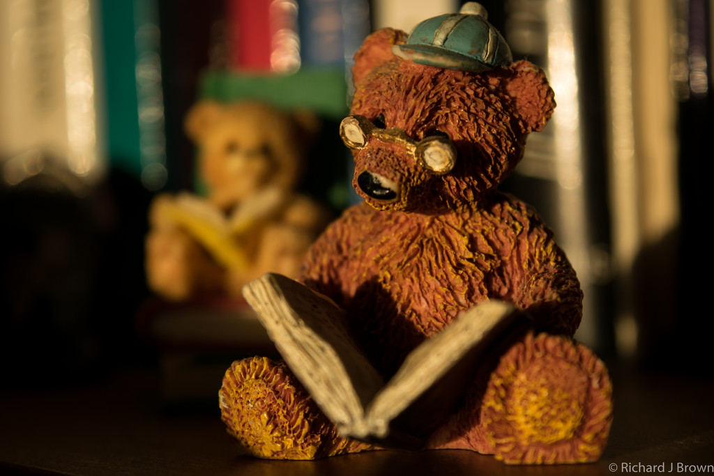 Bear and Book by rjb71