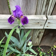 4th May 2016 - The Iris & The Fence