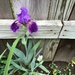 The Iris & The Fence by yogiw