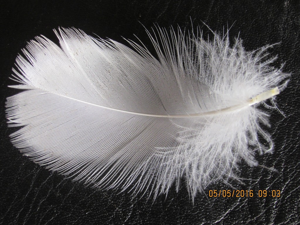 white feather  by Dawn