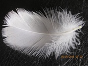 5th May 2016 - white feather 