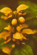 4th May 2016 - Yellow Archangel