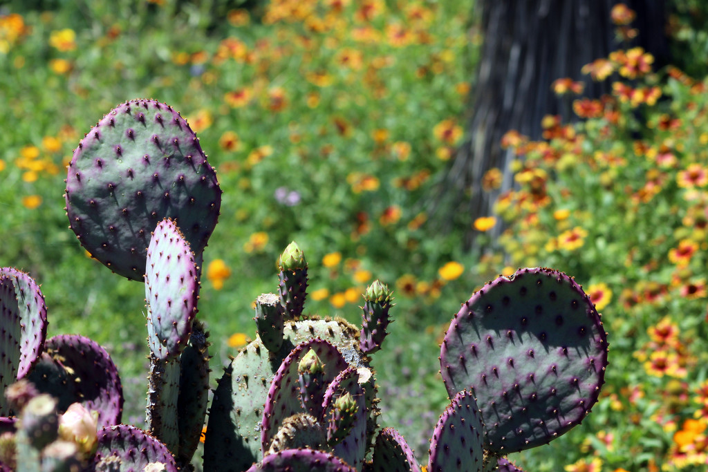 Purple Prickly Pear Cactus by gaylewood