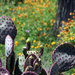 Purple Prickly Pear Cactus by gaylewood