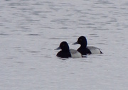 3rd May 2016 - Lesser Scaups