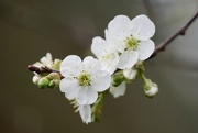 4th May 2016 - cherry blossoms