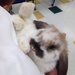 my friend got a bunny! by wiesnerbeth
