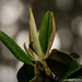 Magnolia Tree Bud! by rickster549