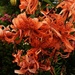 Tiger Lilies... by happysnaps