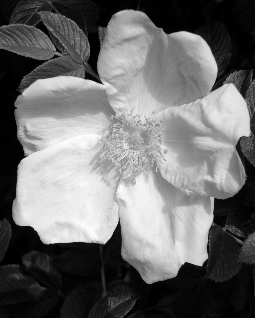 BW White Rose by daisymiller