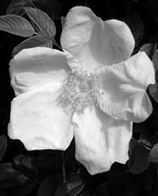 4th May 2016 - BW White Rose
