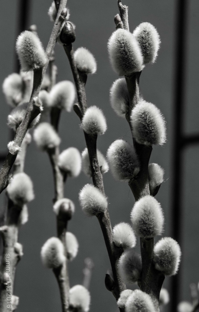 these catkins look like cotton buds by summerfield