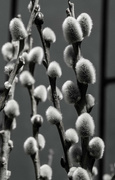 4th May 2016 - these catkins look like cotton buds