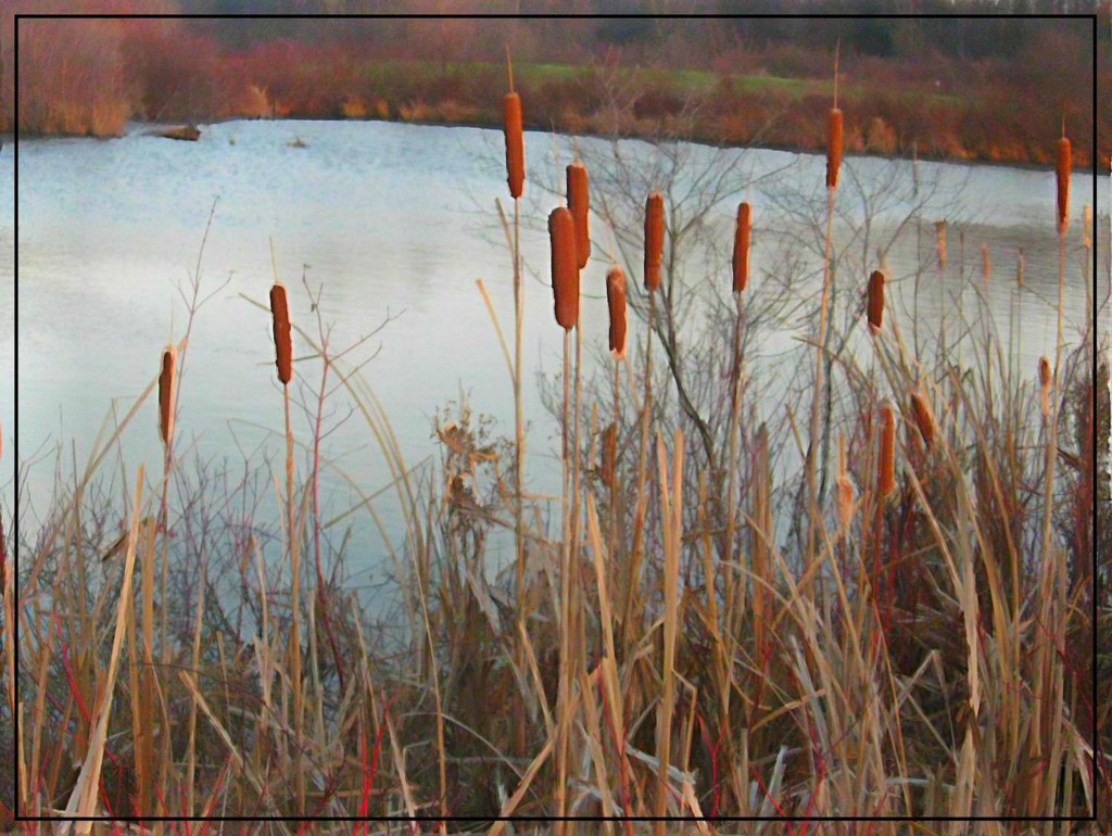 Cattails by the Pond by olivetreeann