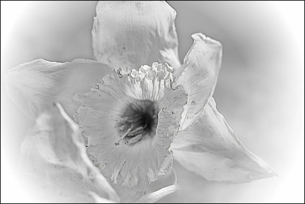 White Daffodil by olivetreeann