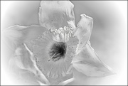 4th May 2016 - White Daffodil
