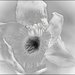 White Daffodil by olivetreeann