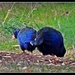 Takahe by yorkshirekiwi