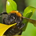 HONEY BEE FACE by markp