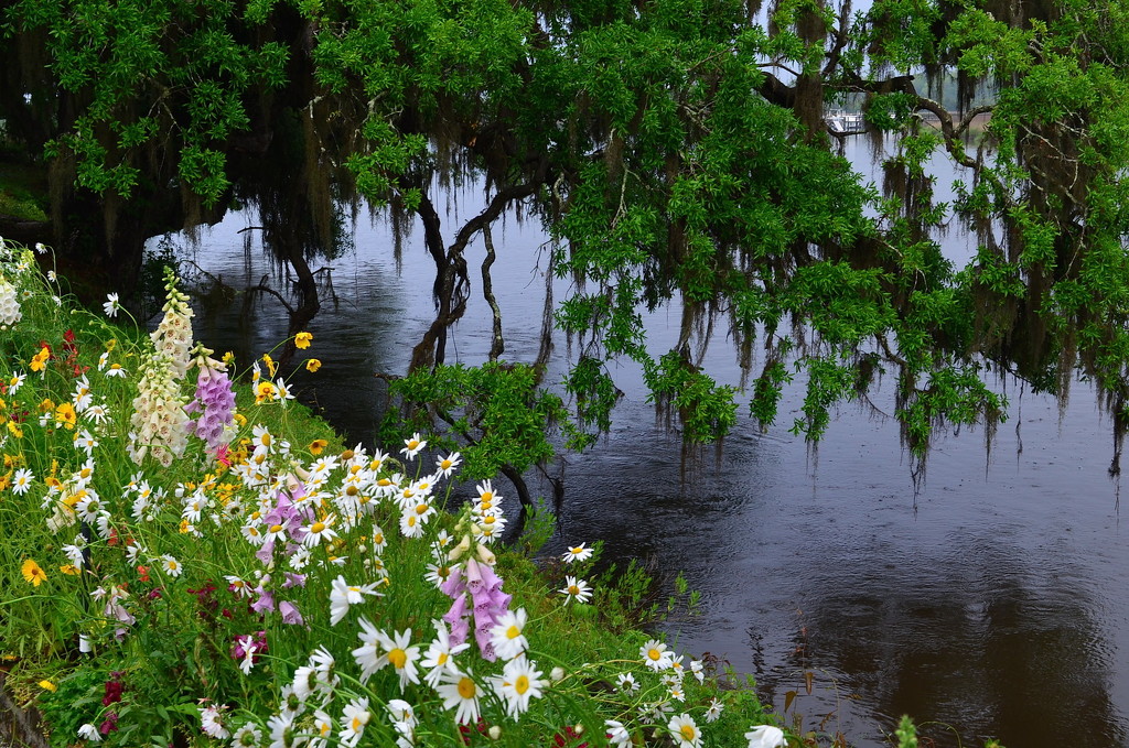Magnolia Gardens and Ashley River, Charleston, SC by congaree