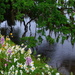 Magnolia Gardens and Ashley River, Charleston, SC by congaree