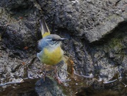 4th May 2016 - Grey Wagtail