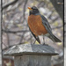 Robin Lookout  by gardencat