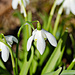 Snowdrops by elisasaeter